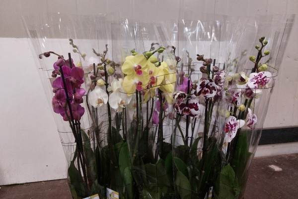 Phaleonopsis 3 tribe