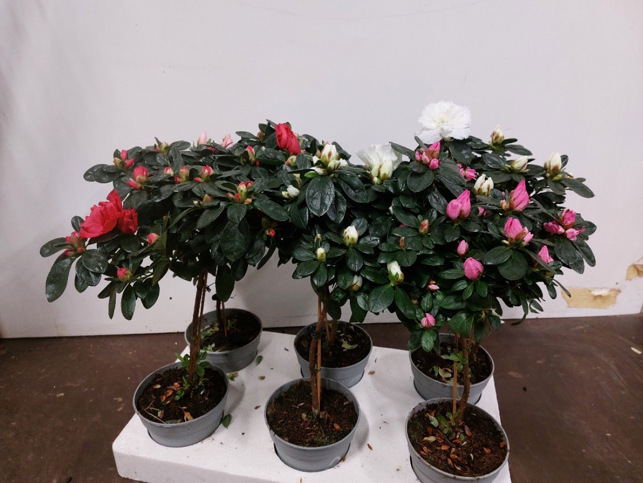 Azalea Stam